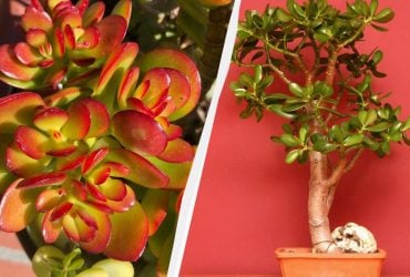 Как спасти денежное дерево, пока не стало поздно: пять важных нюансов