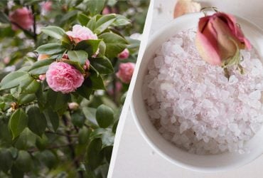 З цим засобом троянди зацвітуть як ніколи: що таке англійська сіль