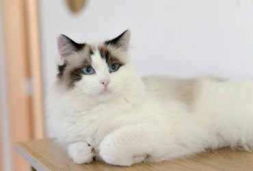 Какие кошки дарят спокойствие и уменьшают стресс: ветеринары назвали 5 самых ласковых пород