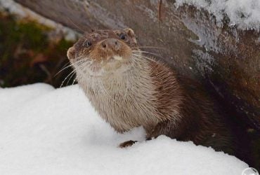 Возле Чернобыля зафиксировали азартных животных с высоким уровнем интеллекта