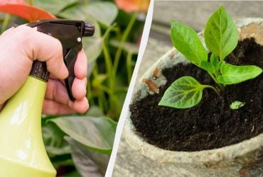 Зачем опытные садоводы опрыскивают рассаду молоком: вы пожалеете, что не знали