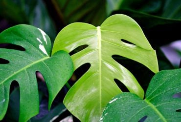 Монстера пожовкла - чого їй не вистачає: встановлюємо діагноз за листям