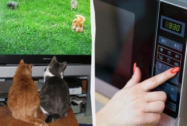 Эти приборы тратят электроэнергию впустую: их стоит вытягивать из розетки