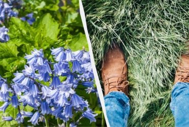 Как весенний обряд стал пожеланием: языковед объяснила, что значит топтать ряст