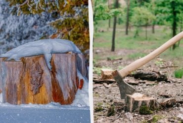 Чому не можна залишати пні в землі: 4 способи, як легко їх позбутися