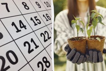 Точный лунный календарь для посева в марте 2026: что сажать на рассаду