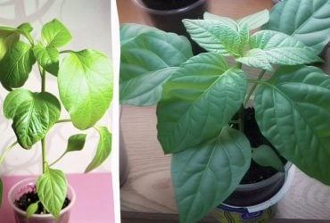 Эти ошибки могут оставить вас без урожая: от чего на рассаде перца желтеют листья