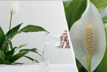 Як доглядати спатифілум, щоб він цвів і не в'янув: 5 помилок, яких не можна припускатися