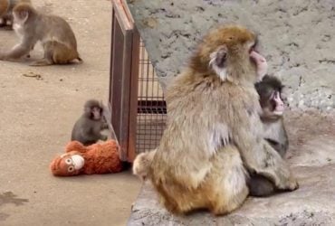 В Японії покинуте мавпеня, яке зворушило мільйони людей, знайшло нову сімʼю (відео)