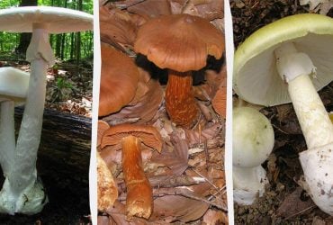 Їх краще обходити стороною: ТОП-9 найотруйніших грибів у світі (фото)