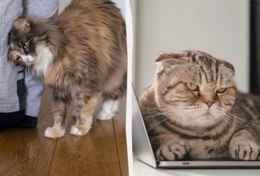 Чому кішка спочатку вимагає уваги, а потім ігнорує вас: 4 цікаві причини