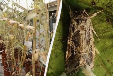 Ученые обнаружили, что растения в стрессе кричат, а насекомые это слышат: что это значит для аграриев