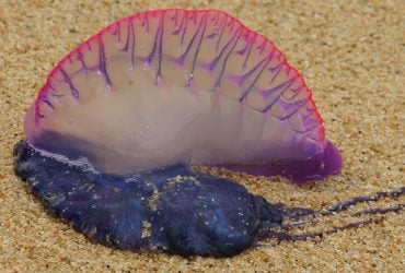 У берегов популярного острова обнаружили ядовитые морские организмы