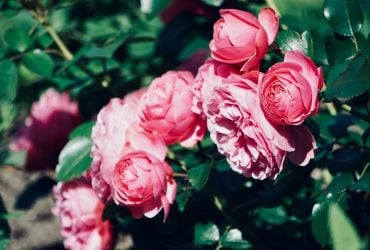 Секрет гарного цвітіння: експерти пояснили, як правильно обрізати троянди наприкінці зими