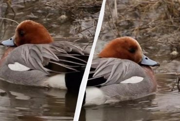 В Одесской области заметили болтливую утку, которая взлетает с воды как вертолет (видео)