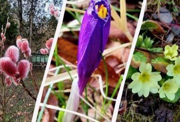 "Пора прокидатися": на заході України спостерігається справжнє диво природи (фото)