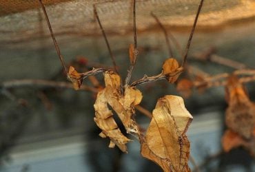 Виглядає як гілочка і кілька сухих листів: ця комаха - майстер маскування