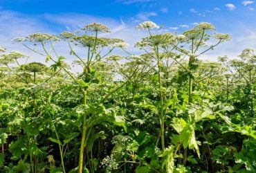 Враг не пройдет: в России создадут реестр "растений-иноагентов"