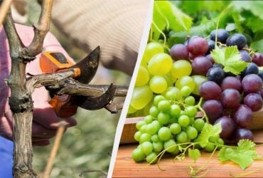 Мудрі дачники вже починають обрізати виноград: врожаю ягід буде вдвічі більше