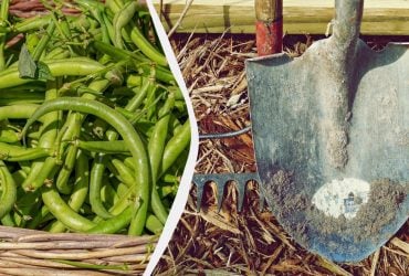 Квасоля зібрана – час садити це: найкращі культури для наступного сезону