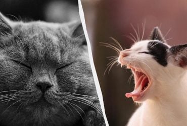 Більше, ніж ви думали: скільки вусів повинно бути у кішки