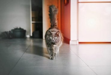 Как кот понимает, что хозяин скоро вернется домой: эксперты раскрыли секрет любимцев