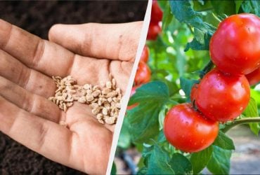 Там, где росли помидоры, нельзя сажать 7 культур: ошибка будет стоить урожая