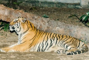У Таїланді два популярні туристичні парки закриті через масову загибель тигрів: що сталося