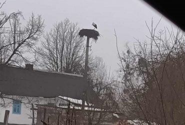 Вже сидить у гнізді: в Україні з’явилися перші лелеки