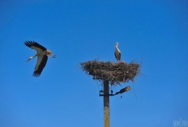 Обходят Черное море: ученый рассказал об особенностях возвращения аистов в Украину