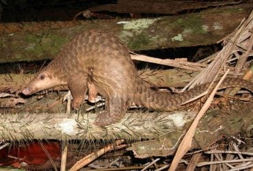 На курорті у Малайзії для туристів готували "екзотичні" страви з червонокнижних тварин