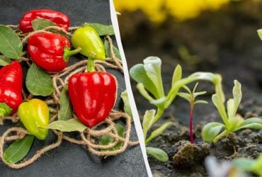Зберете 2 кг перцю з однієї посадки: що потрібно посіяти поруч