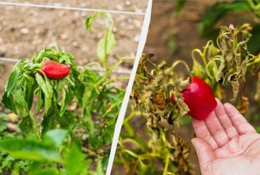 Одна помилка - і залишитеся без врожаю: що не можна садити з перцем