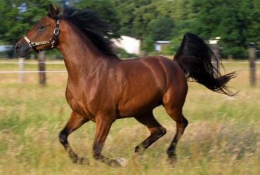 Уникальное явление в животном мире: ученые выяснили, как ржут лошади