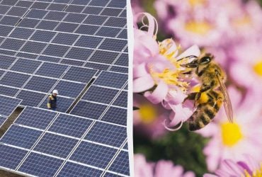 Пчелы сходят с ума от солнечных панелей: это может разрушить нашу природу всего за 4 года