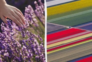 Названы лучшие места Европы, чтобы полюбоваться цветами: когда лучше ехать