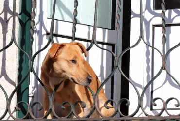 Як собаці вдається заздалегідь розпізнати повернення господаря додому: названо 4 способи