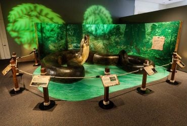 Длиннее автобуса: на Земле когда-то жили змеи весом более тонны