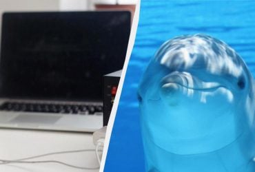 Сигнал тривоги: відходи з ноутбуків і смартфонів знайшли в мозку дельфінів