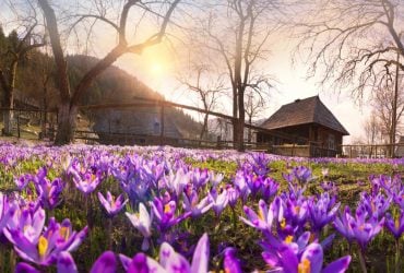 Колочава – це не лише крокуси: у чому унікальність одного з найкращих туристичних сіл світу