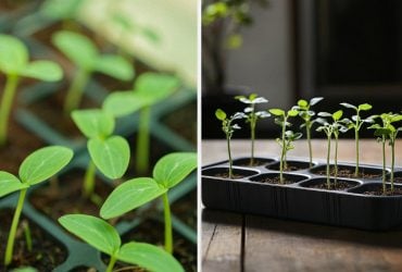 Почему рассада огурцов сильно вытягивается: как спасти сеянцы до высадки