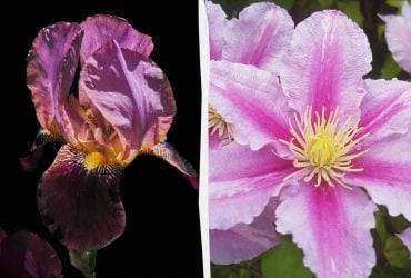 Смертельно для кошек и опасно для людей: 5 цветов, которые нельзя сажать во дворе