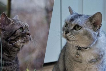 Ця порода котів є найрідкіснішою у світі через свою генетичну мутацію: про що йдеться