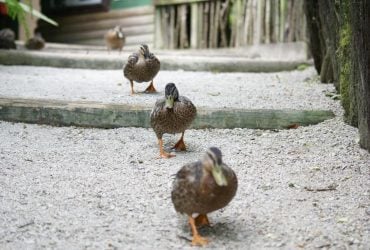 1 травня в Україні буде останній холодний день перед довгоочікуваним потеплінням