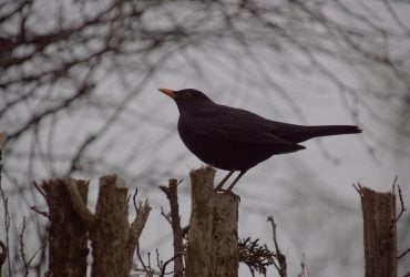 6 березня в Україні натягне хмари і місцями пройде сніг з дощем