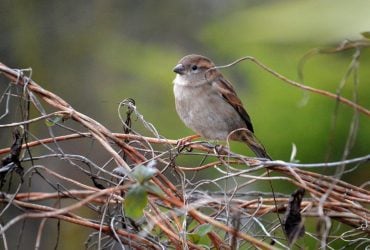 Синоптикиня Діденко назвала точну дату, коли в Україні похолоднішає