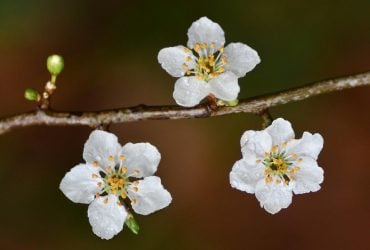 22 квітня погода в Україні покращиться, але ненадовго