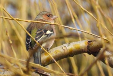 Початок березня принесе в Україну тепло: синоптик рокзазав, де розігріє найбільше