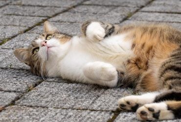 Тепло усиливается: 11 марта Украину разогреет еще больше