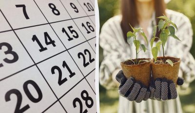Точный лунный календарь для посева в марте 2026: что сажать на рассаду